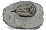 Dalmanites Trilobite Fossil - New York #357123-1